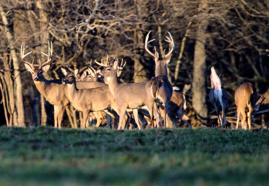 Checking out the wildlife in Arkansas