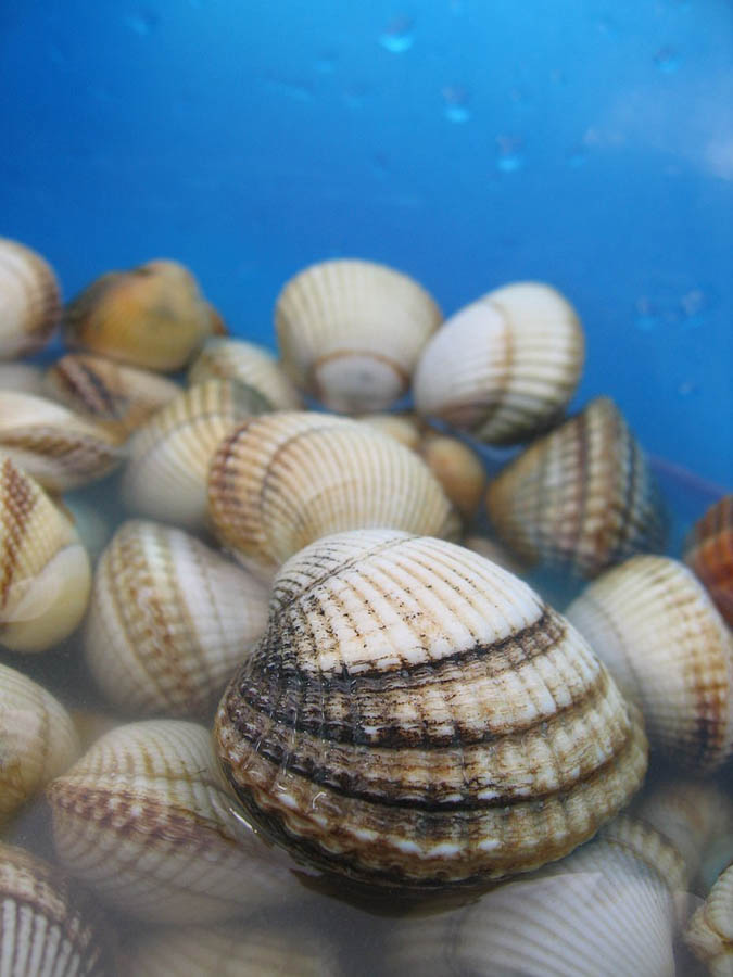 Cockles served in London