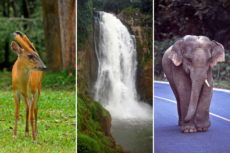 Khao-Yai-National-Park