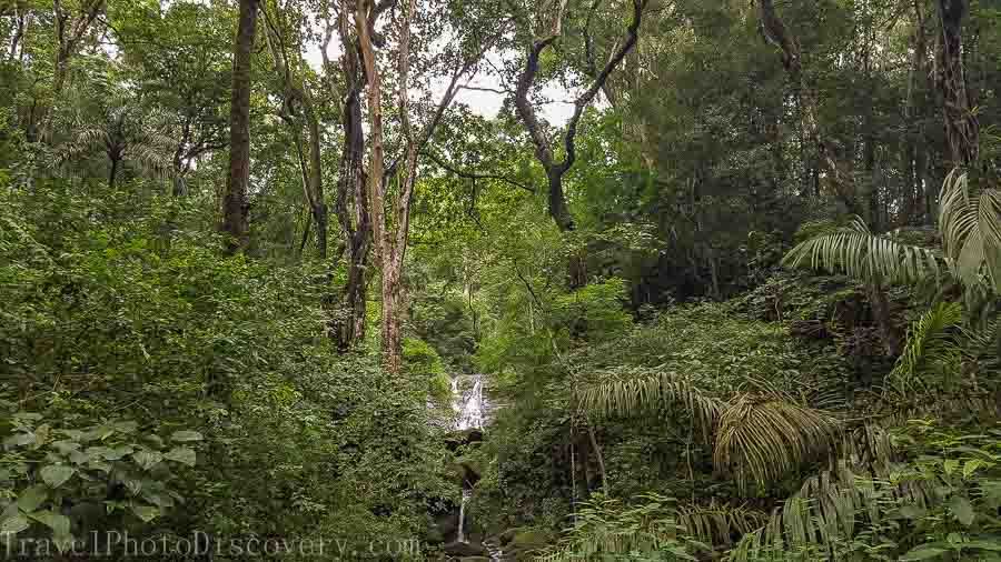 Panama-Boquete rain forest hike