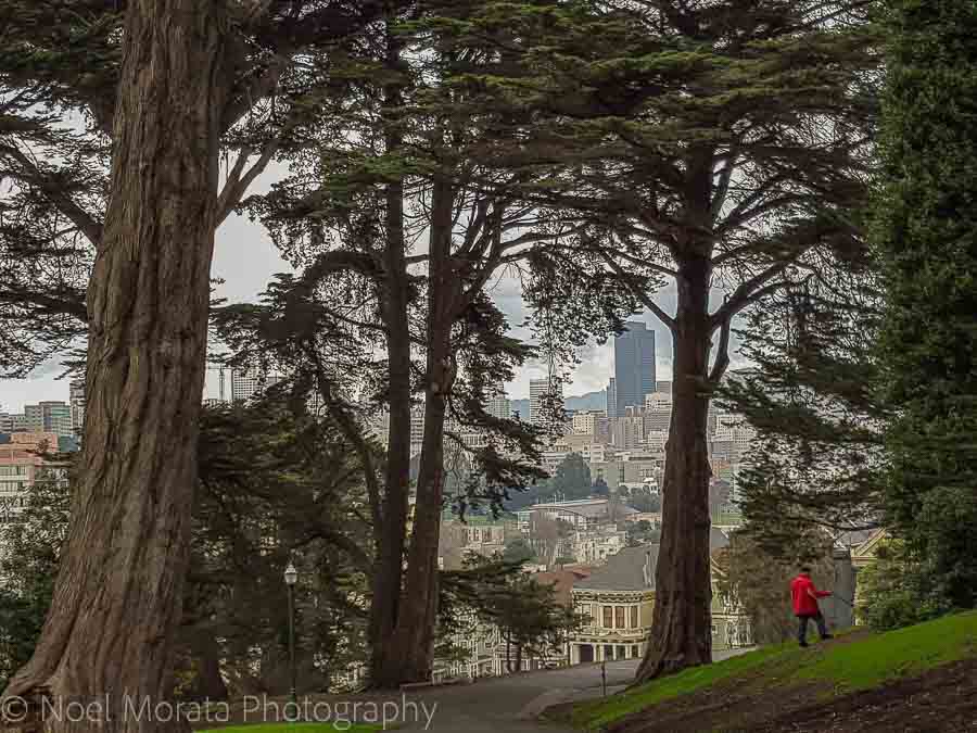 San Francisco Alamo square and parks of the city