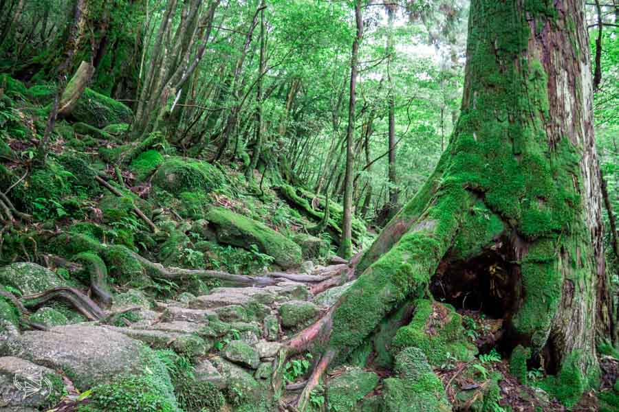 Top UNESCO sites in Asia - Yakushima