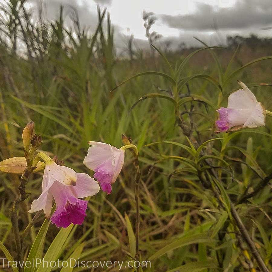 Wild orchids at Hawai'i Volcanoes National Park