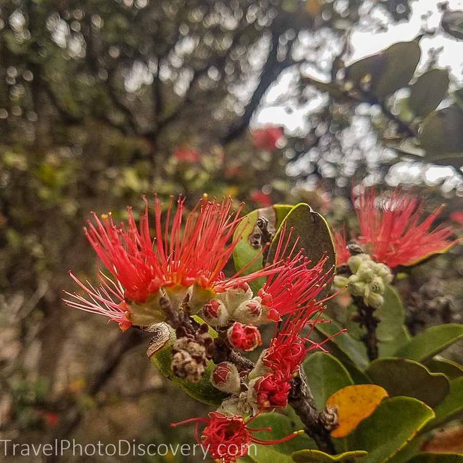 Hiking and flora at Hawai'i Volcanoes National Park