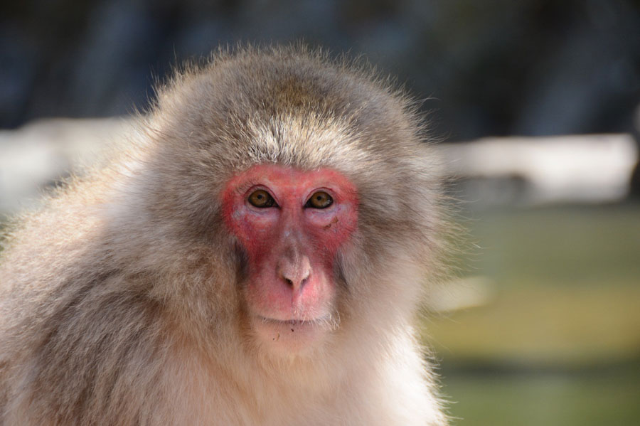 Japanese-Snow-Monkey