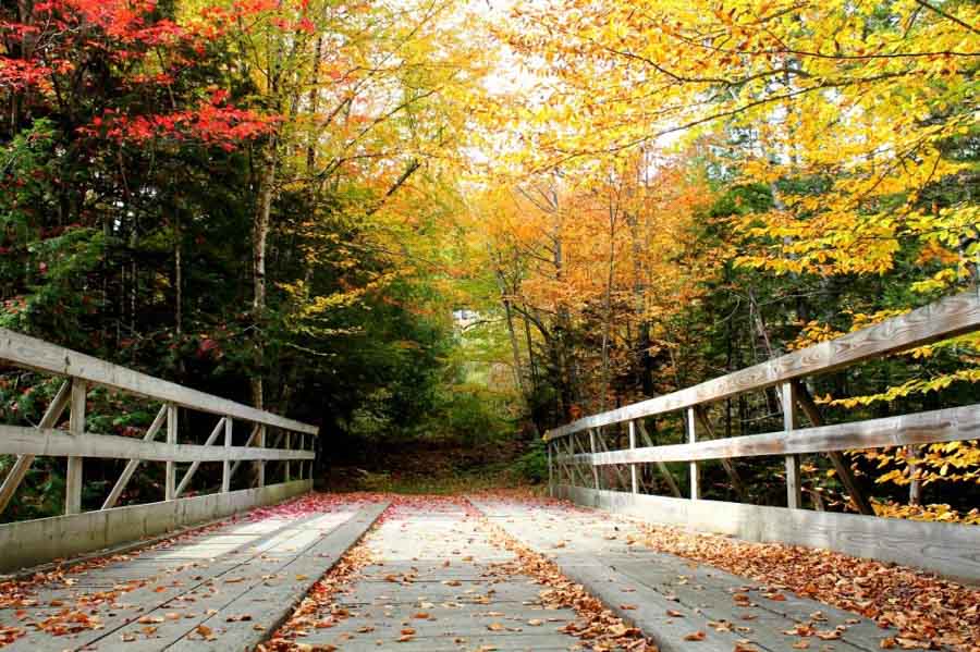 fallbridge-fall season colors