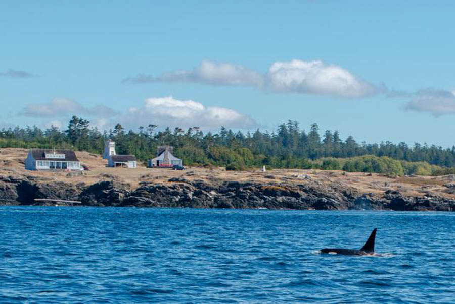 Orca watching at Puget Sound