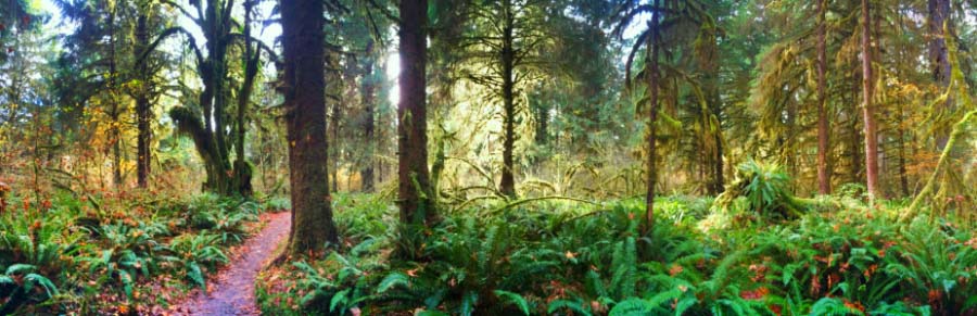 Panoramic in Hoh Rainforest Olympic National Park 2