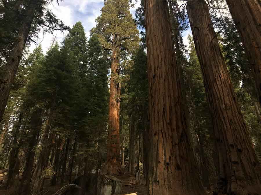 Sequoia National park adventure experience