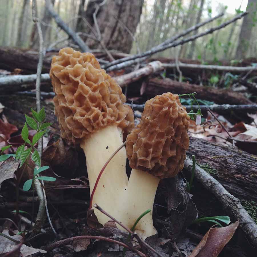 morel+mushrooms+Indiana