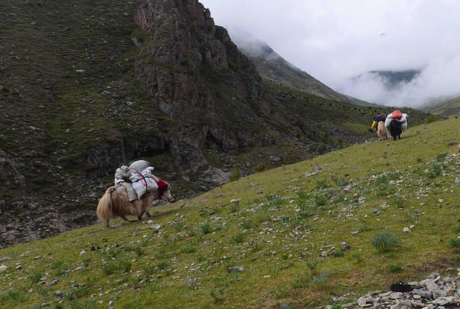 Yaks on the Ganden-Samye route