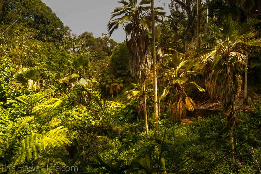 Lyon Arboretum in Honolulu