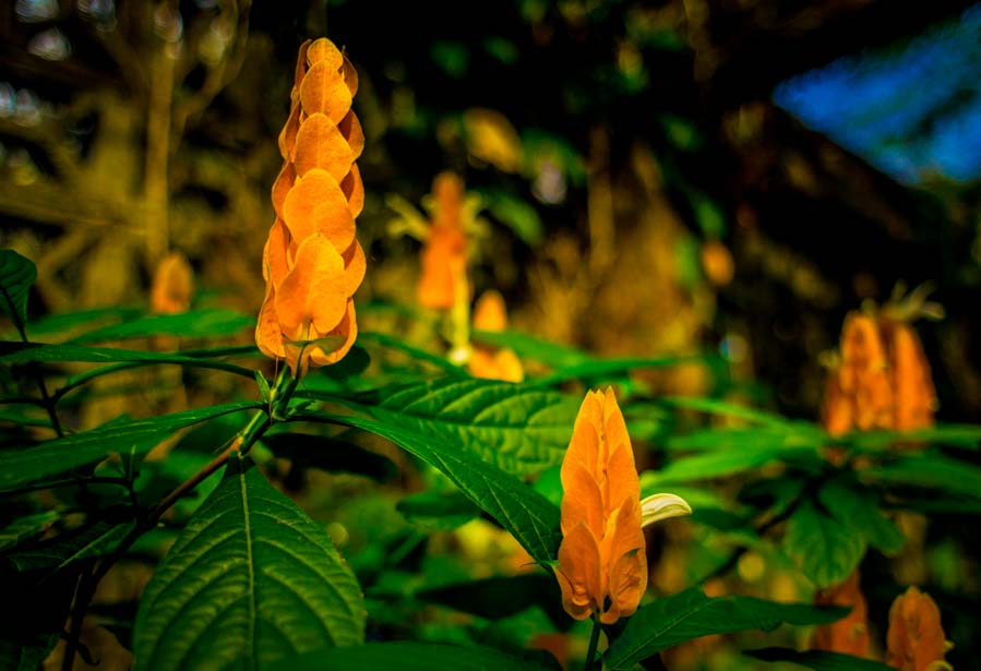 Botanical garden Cienfuegos orchids