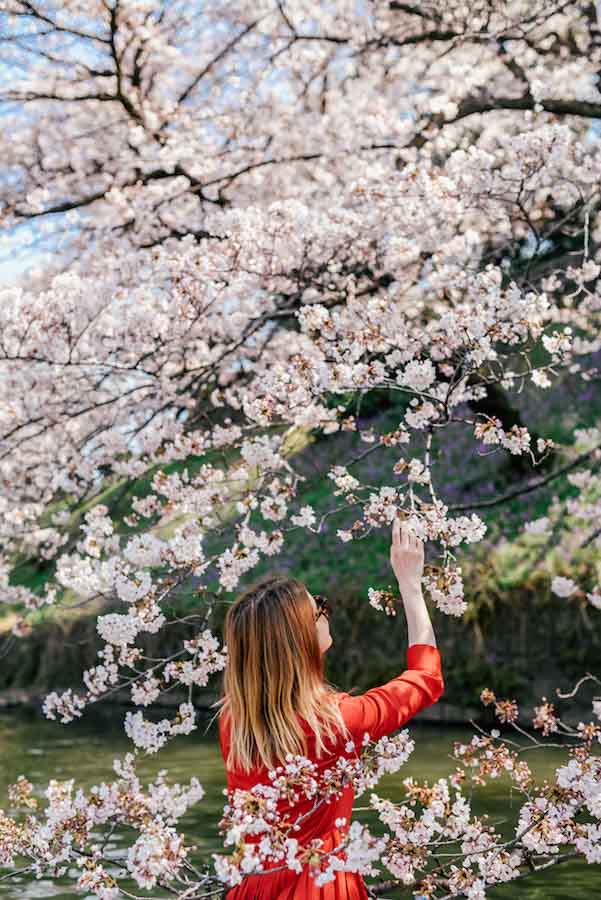 Japan cherry blossoms1