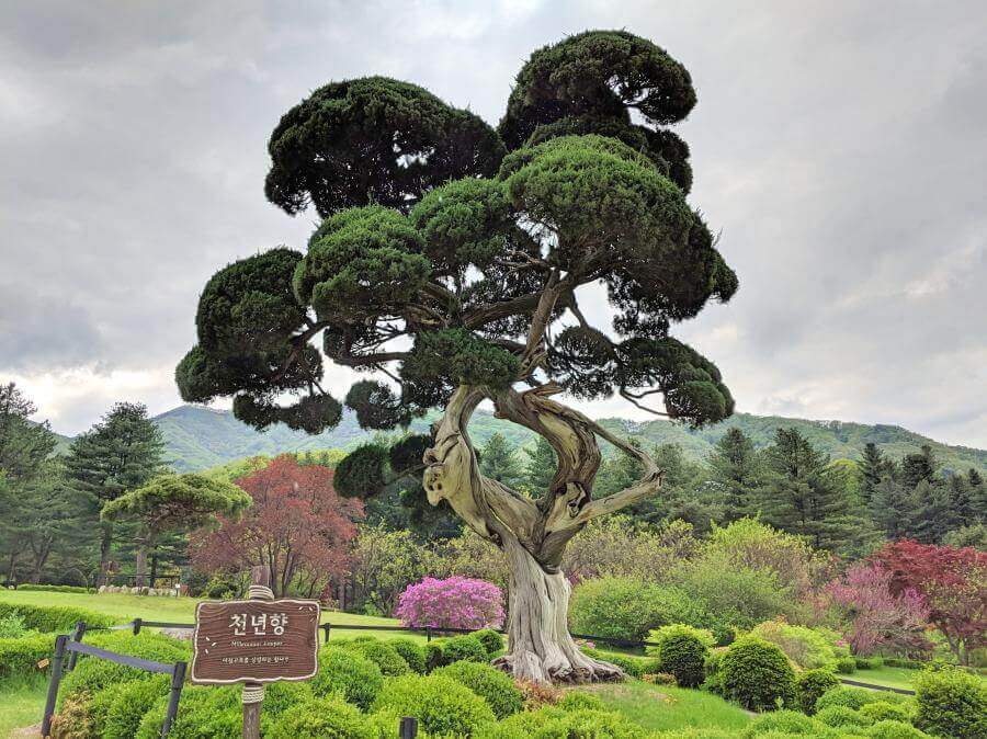 Life-Of-Doing-Garden-Of-Morning-Calm-Gapyeong-South-Korea-2