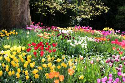 spring gardens in Mainua Islands