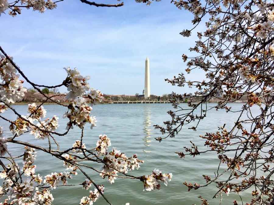 Washington Monument with cherry blossoms photo by Julie McCool F