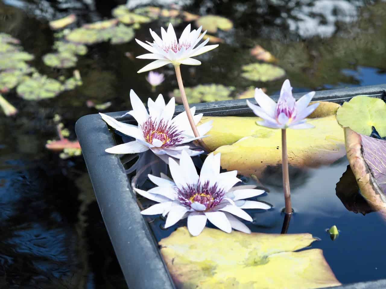 naples botanical gardens