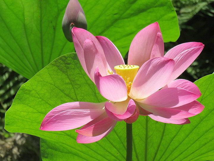 pink-lotus-flower-zilker-botanical