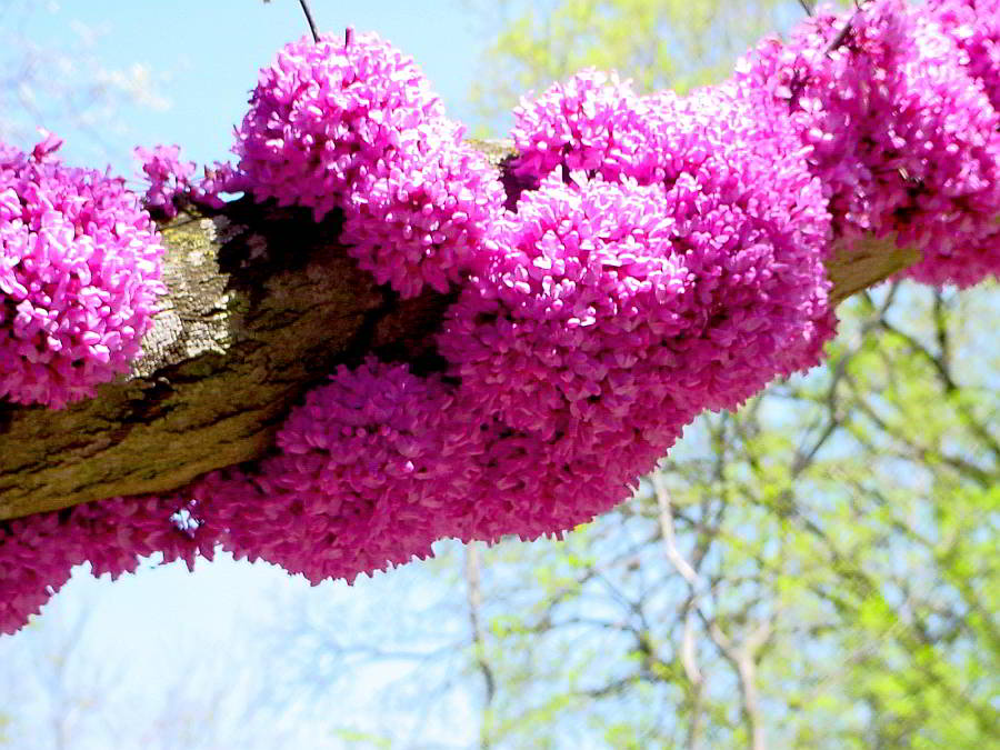 redbud-bloom-zilker-garden