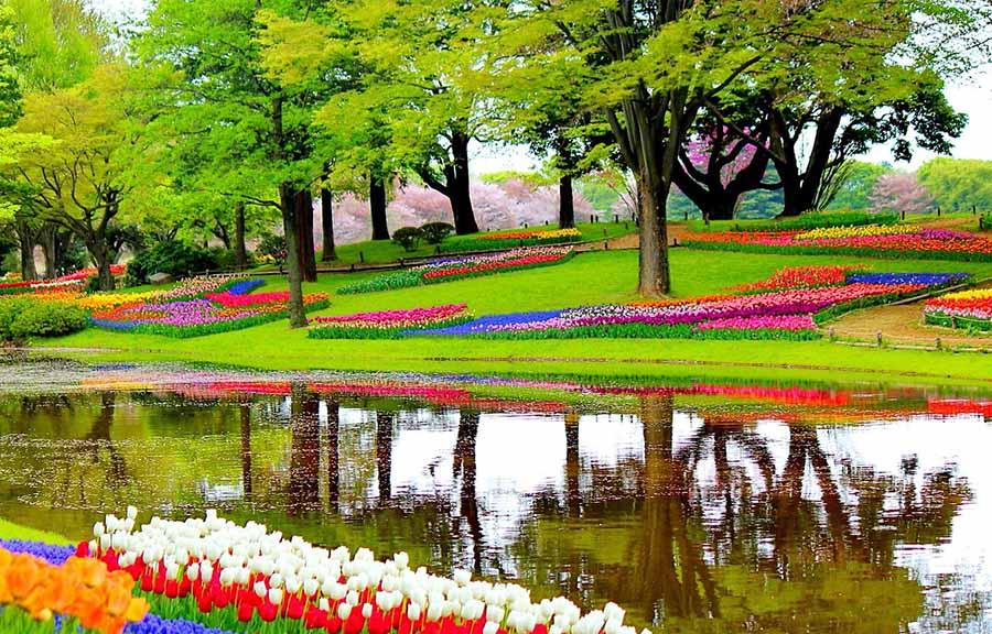 spring annuals in the Netherlands