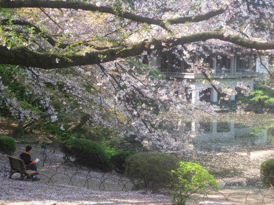spring_gardens_shinjuku Gyoen national park1