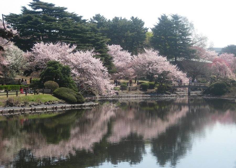 spring_gardens_shinjuku Gyoen national park1