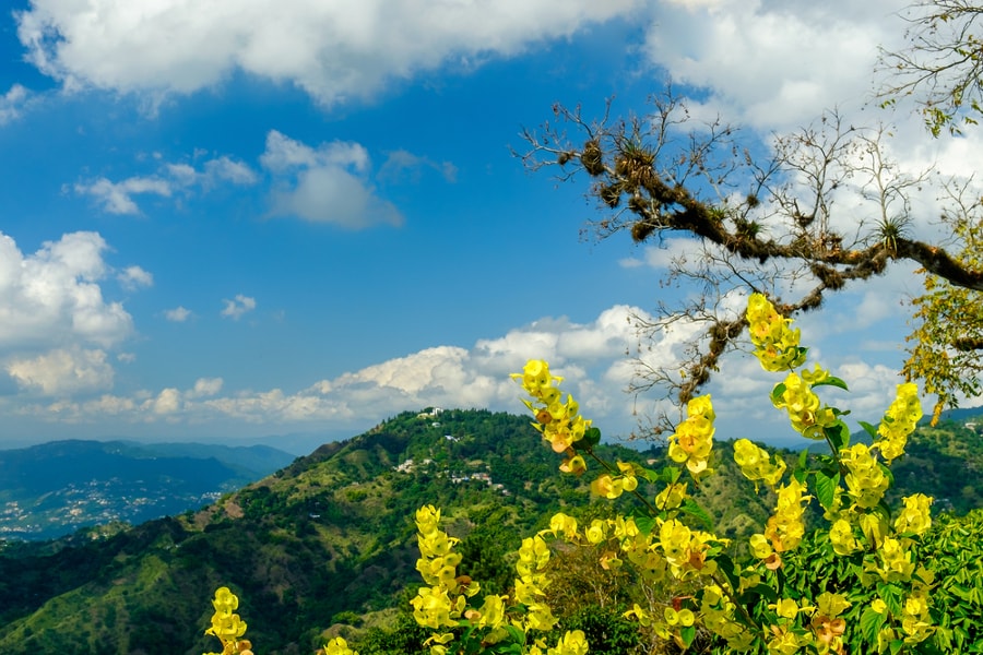 Blue Mountains of Jamaica