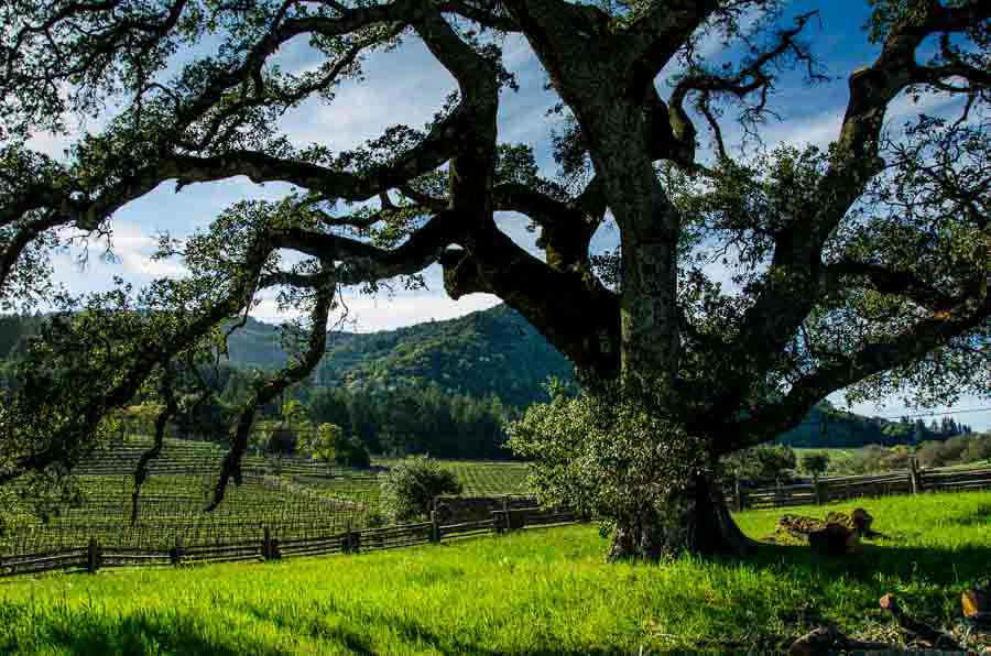 USA California Jack London state park