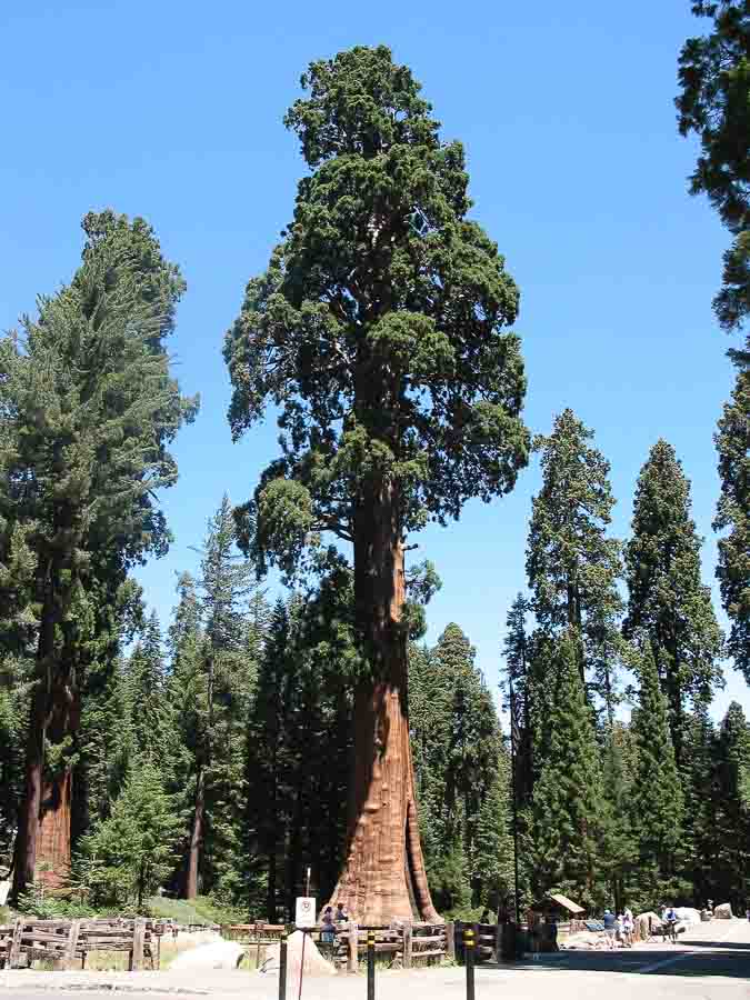 Sequoia NP in California