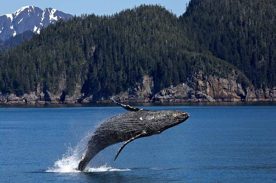 humpback-whale-watching in Alaska