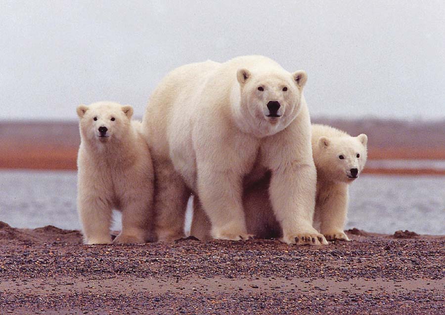 polar-bear at denali national park