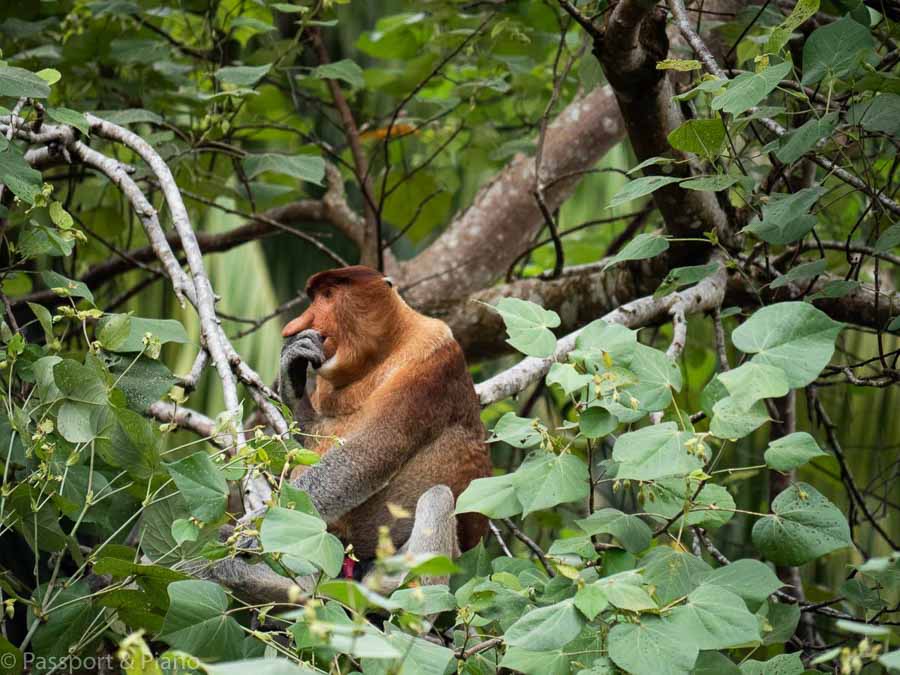 Probiscus monkey Bako National Park