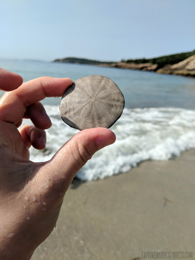 found Sand dollar treasure