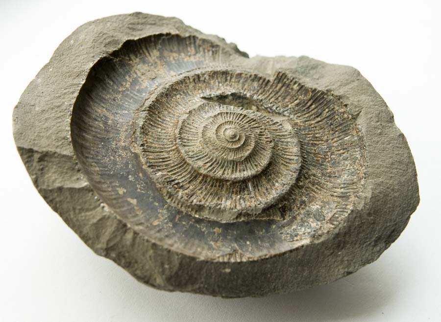 fossil scavenger hunting