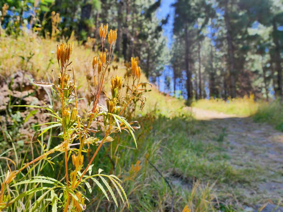 gathering herbs from traveling