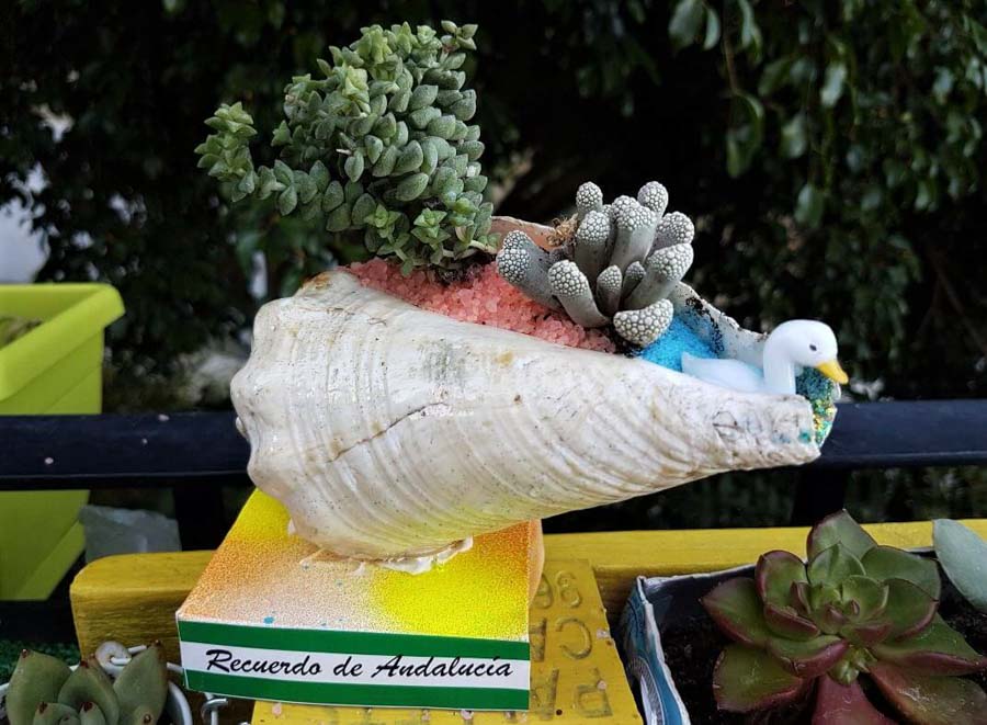 found seashell plant creation