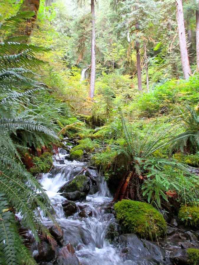 Hoh Rainforest Spruce Trail