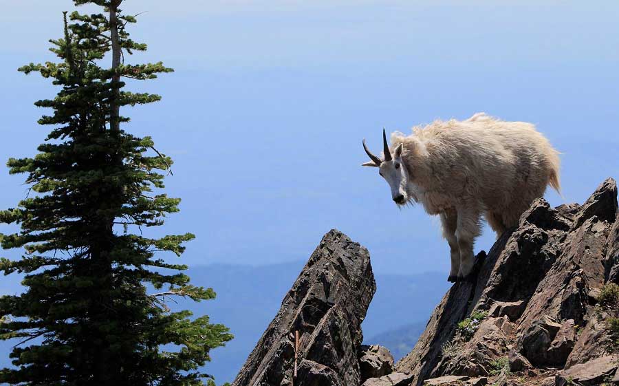 Mountain goat in the Olympic Mountains 