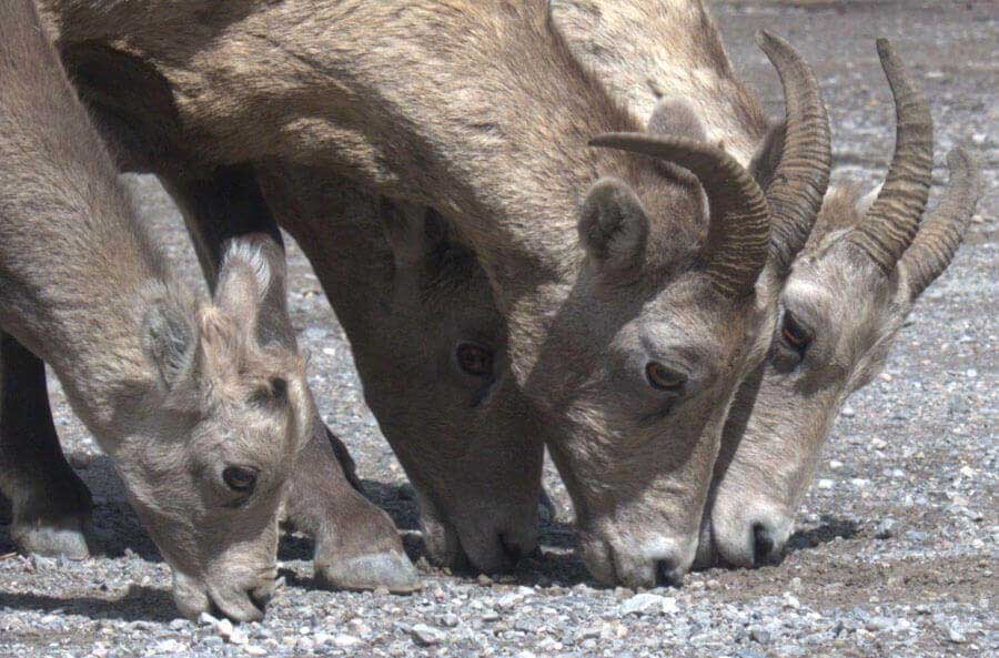 Big Horn Sheep on the Road to Maligne Lake