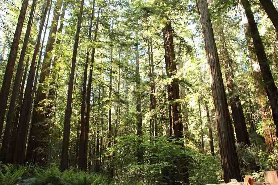 Hiking in California at Armstrong woods