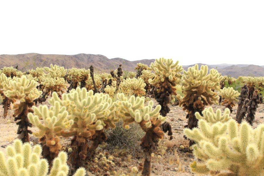 Cholla Cactus Garden hike