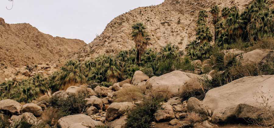 Lost Palms Oasis Trail in Joshua Tree National Park 
