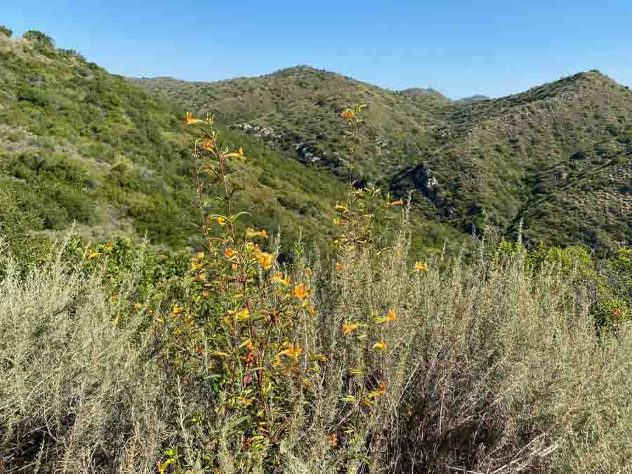 Laurel Canyon hikes