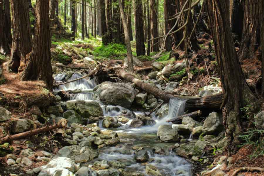 Limekiln Creek Tiny trail