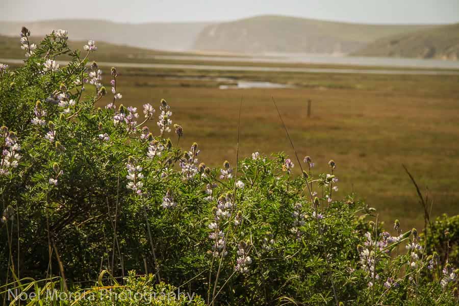 Point-Reyes hikes at this national seashore reserve