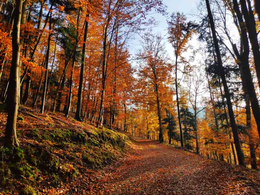 Autumn colors in Alsace