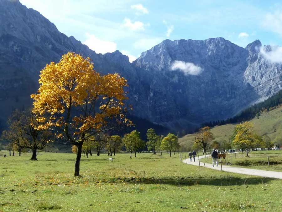 karwendel-tree Austrian Tyrol autumn colors