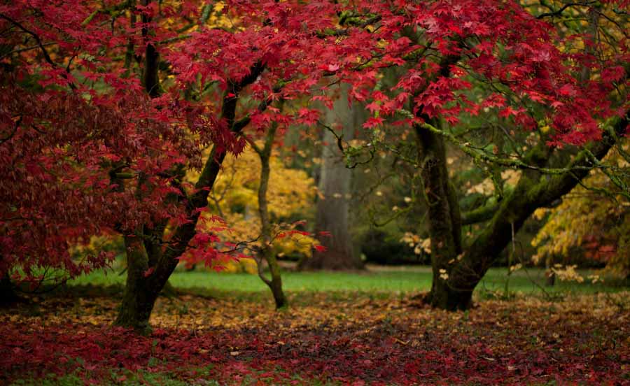 westonbirt-arboretum-travel-around-ireland-3