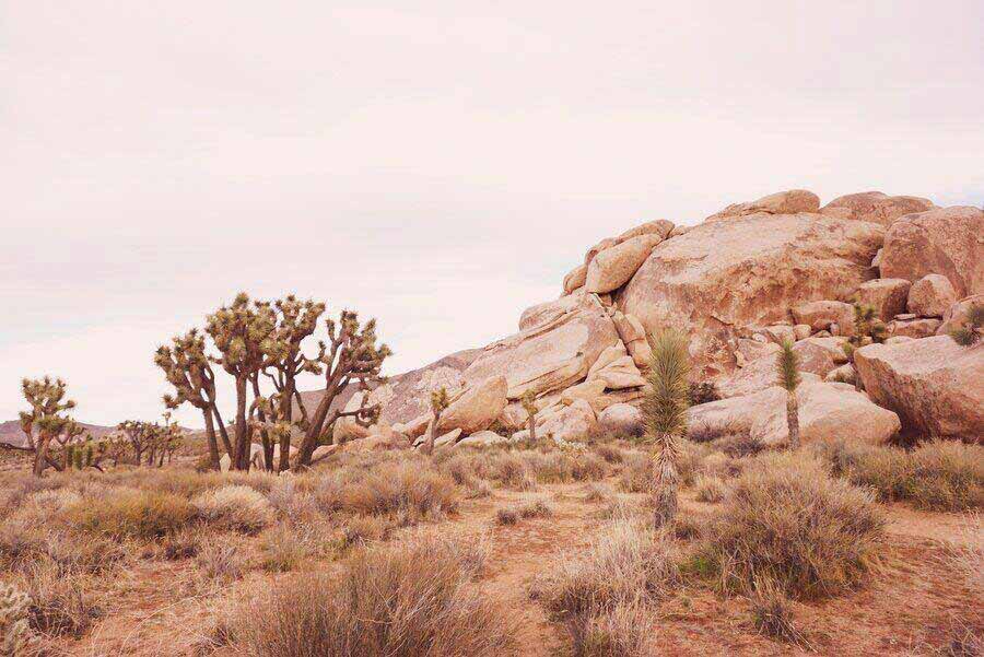 Winter visiting Joshua Tree National Park